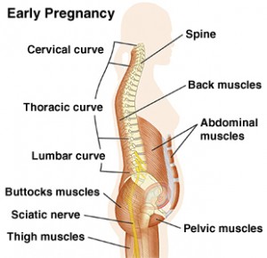 early-pregnancy