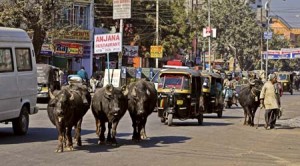 img-india-transport-cow